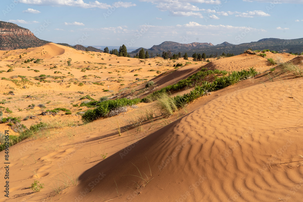 Coral Pink Sand Dunes State Park, Kanab, USA Coral Pink Sand Dunes State Park, Kanab, USA