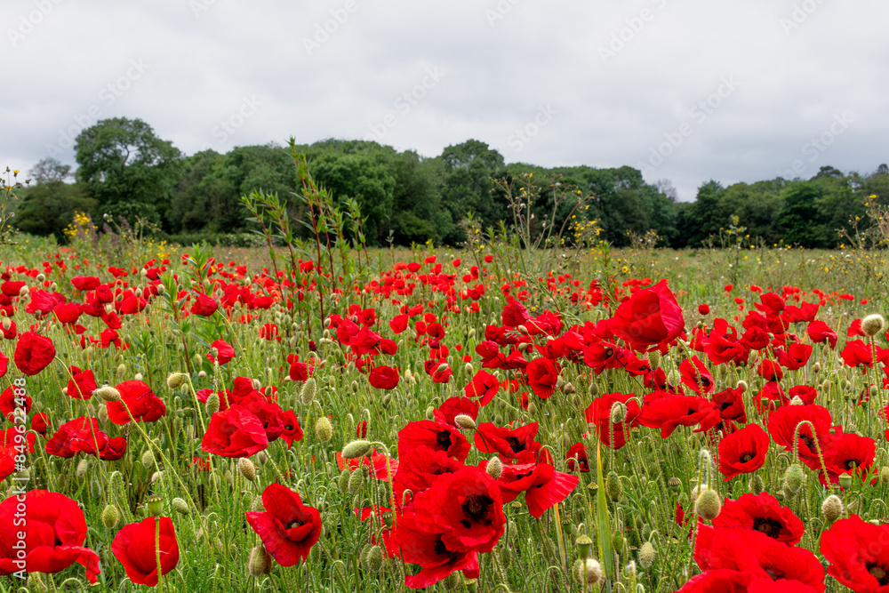 Obraz premium Poppy in a field in england