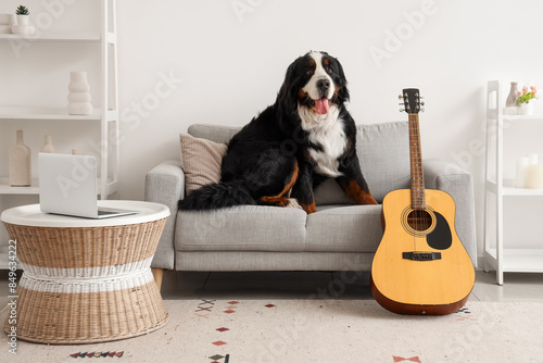 Cute Bernese mountain dog with guitar sitting on sofa at home