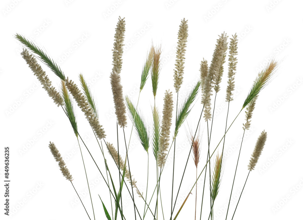 Fresh green grass with seeds isolated on white background and texture, clipping path Fresh green grass with seeds isolated on white background and texture, clipping path