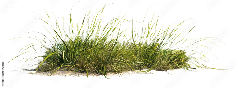 Tussock of grass on transparent or white background Tussock of grass on transparent or white background