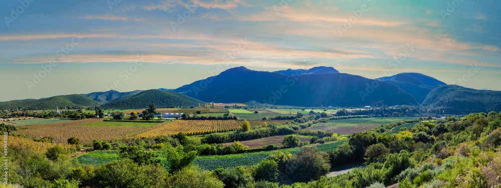 Rows of vines nestle in the valley, surrounded by majestic mountains in Oudtshoorn, Garden route, Western Cape, South Africa