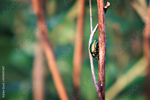 Macro shot of a green beetle sitting on a tree branch. Selective focus photo