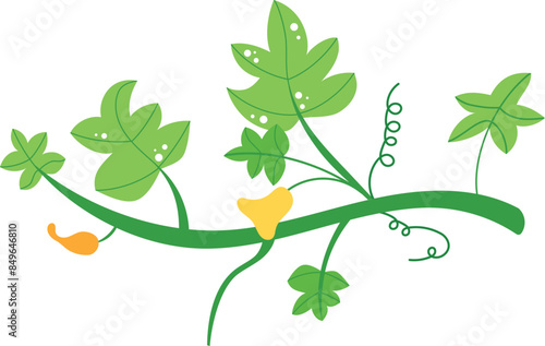 Three sentences Green leafy vine plant flat illustration showing various stages growth vine tendrils. Botanical vegetal flat foliage groomed stylized decor isolated white background. Ideal graphic