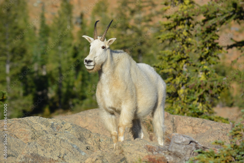 Young Mountain Goat Rocky Terrain Young Mountain Goat Rocky Terrain