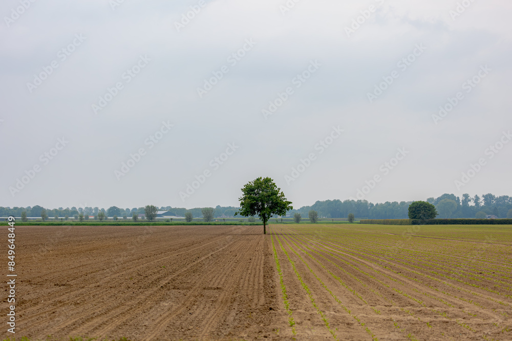 Cultivation and agriculture, Furrows row pattern in a plowed under cloudy sky as background, One standing tree in middle of the field, Prepared the soil for planting crops in countryside, Netherlands. Cultivation and agriculture, Furrows row pattern in a plowed under cloudy sky as background, One standing tree in middle of the field, Prepared the soil for planting crops in countryside, Netherlands.