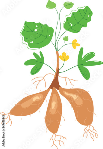 Cassava plant featuring green leaves, yellow flowers, brown tuberous roots. Botanical illustration highlighting root structure. Isolated white background design, educational resource. Cassava root