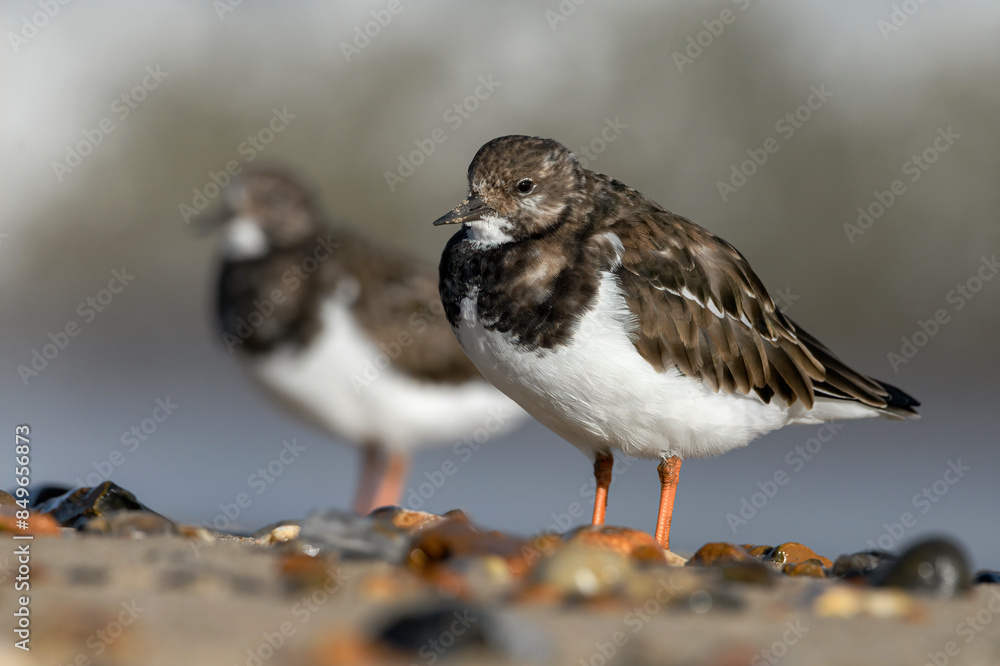 Turnstone, Ruddy Turnstone., Arenaria interpres, non breeding plumage birds on the shoreline Turnstone, Ruddy Turnstone., Arenaria interpres, non breeding plumage birds on the shoreline