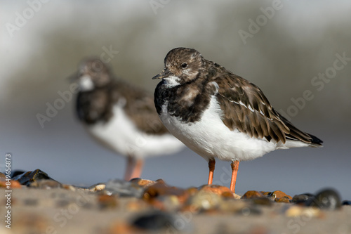 Turnstone, Ruddy Turnstone., Arenaria interpres, non breeding plumage birds on the shoreline photo