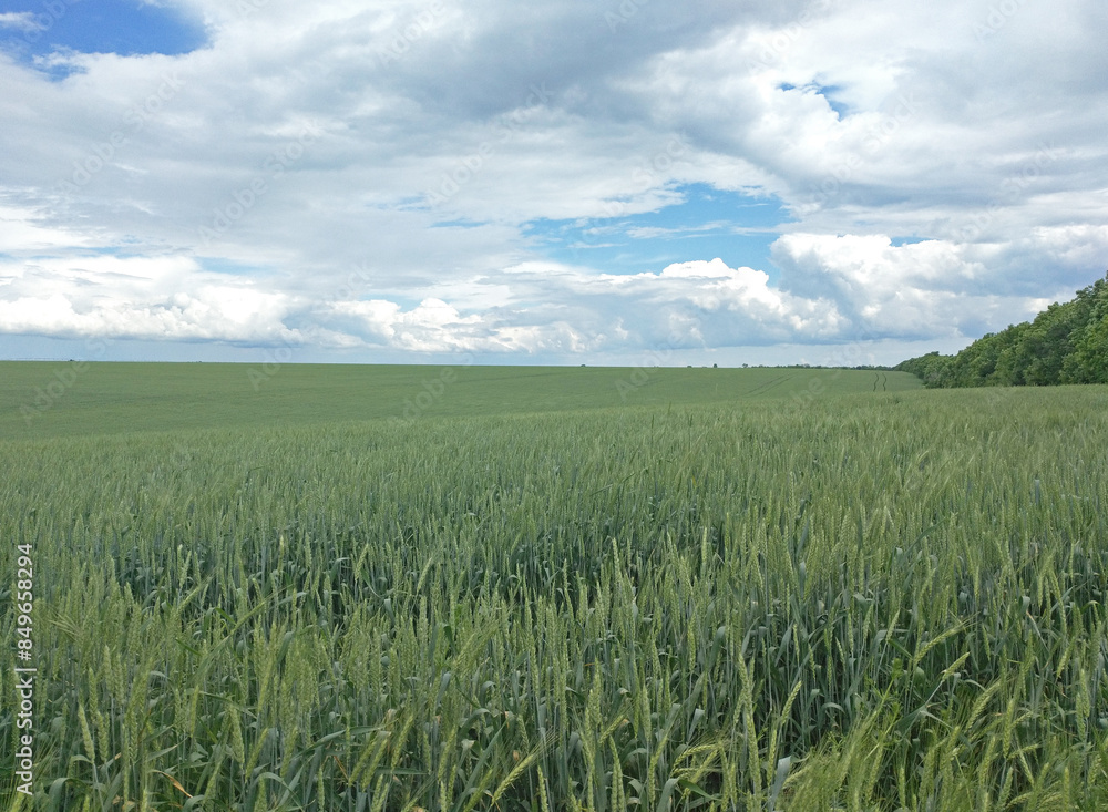 field of green ripening wheat under a beautiful stormy sky. ripening of the grain harvest. waiting for rain to water the grain. beauty in nature. green ears of ponla grains of the future harvest field of green ripening wheat under a beautiful stormy sky. ripening of the grain harvest. waiting for rain to water the grain. beauty in nature. green ears of ponla grains of the future harvest