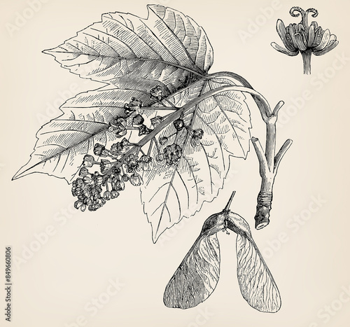 The tree - Acer pseudoplatanus. Twigs, buds, leaves, flowers and fruits. Antique stylized illustration.