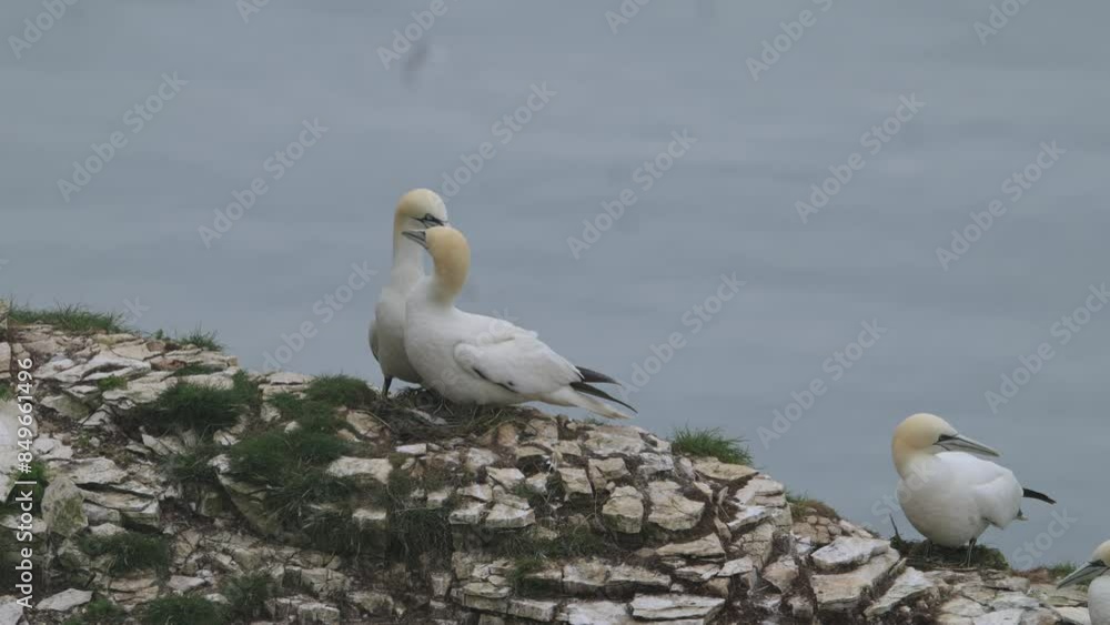 Northern Gannet, Morus bassanus, birds on cliffs, Bempton Cliffs, North Yorkshire, England Northern Gannet, Morus bassanus, birds on cliffs, Bempton Cliffs, North Yorkshire, England