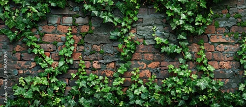 Weathered brick wall covered in ivy © FryArt