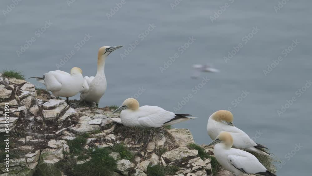 Northern Gannet, Morus bassanus, birds on cliffs, Bempton Cliffs, North Yorkshire, England Northern Gannet, Morus bassanus, birds on cliffs, Bempton Cliffs, North Yorkshire, England