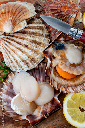 Atlantic bay scallops coquille St. James sea shells, catch of the day in Normandy or Brittany, France is shells and cleaned photo