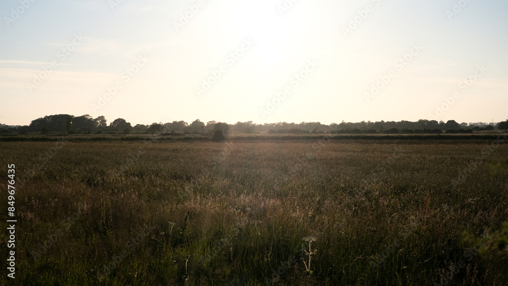 Fototapeta premium Overlooking a field of tall grass in rural countryside of nature reserve on the Somerset Levels in England UK
