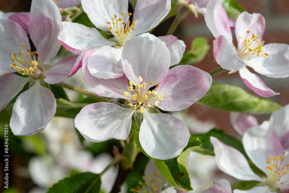 Spring pink blossom of apple trees in orchard, fruit region Haspengouw in Belgium, close up Spring pink blossom of apple trees in orchard, fruit region Haspengouw in Belgium, close up