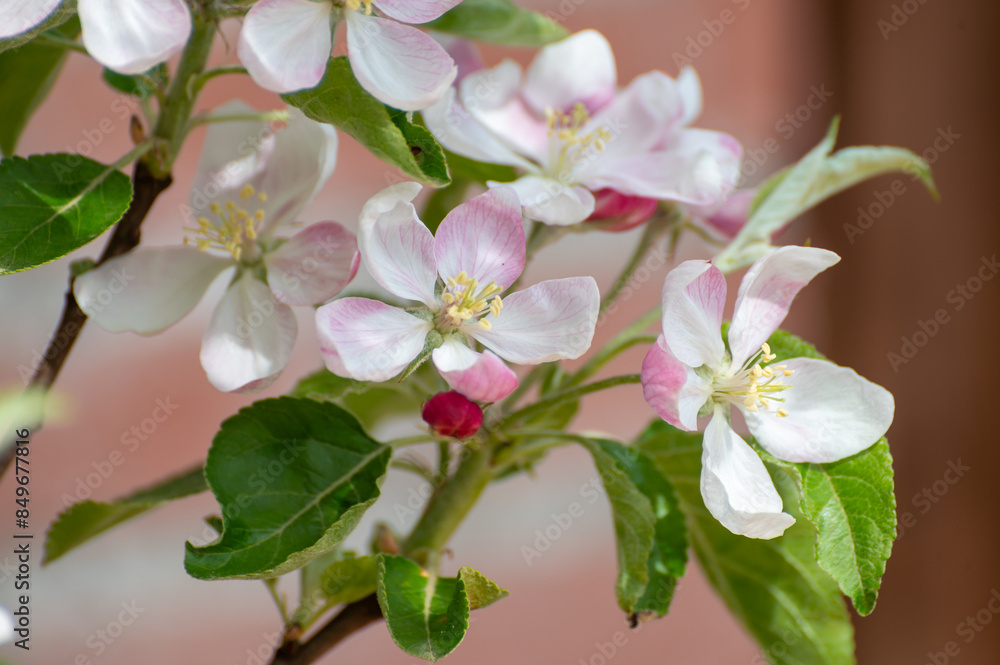 Obraz premium Spring pink blossom of apple trees in orchard, fruit region Haspengouw in Belgium, close up