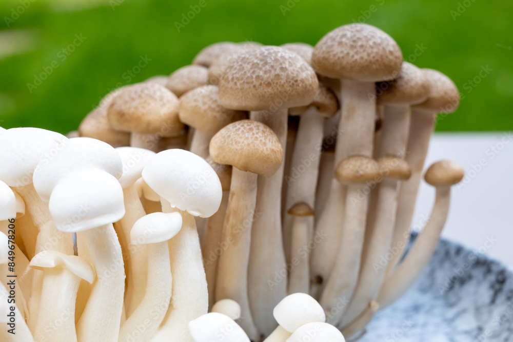 White and brown shimeji edible mushrooms native to East Asia, buna-shimeji is widely cultivated and rich umami tasting compounds White and brown shimeji edible mushrooms native to East Asia, buna-shimeji is widely cultivated and rich umami tasting compounds