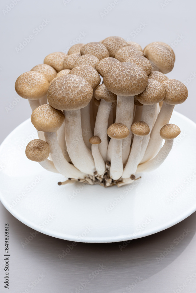 White and brown shimeji edible mushrooms native to East Asia, buna-shimeji is widely cultivated and rich umami tasting compounds White and brown shimeji edible mushrooms native to East Asia, buna-shimeji is widely cultivated and rich umami tasting compounds