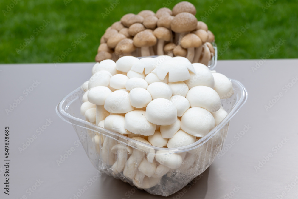 White and brown shimeji edible mushrooms native to East Asia, buna-shimeji is widely cultivated and rich umami tasting compounds White and brown shimeji edible mushrooms native to East Asia, buna-shimeji is widely cultivated and rich umami tasting compounds