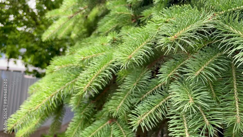 Close-up of a young green spruce branch. Close-up of a young green spruce branch.