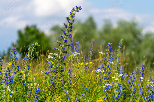 Wildblumen an einem Damm an der Donau
