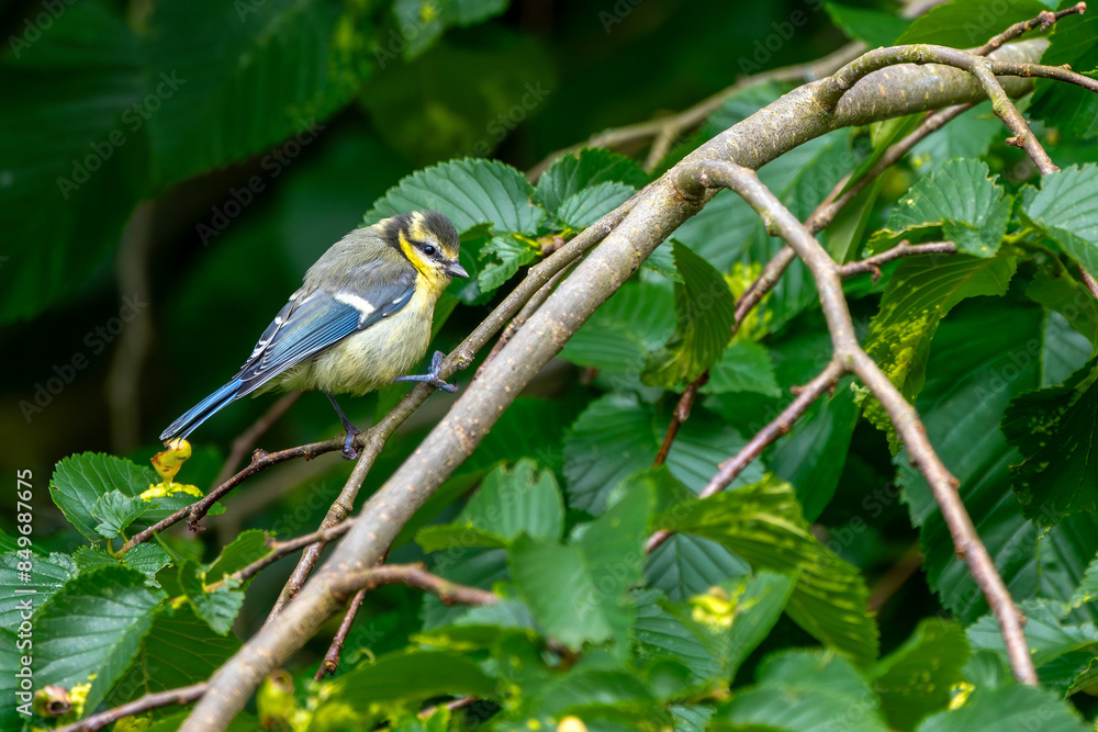 Blaumeise bei der Nahrungssuche im Sommer an einem Baum Blaumeise bei der Nahrungssuche im Sommer an einem Baum