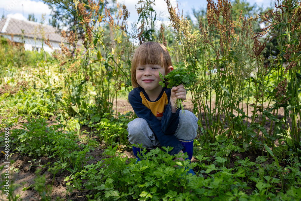 A beautiful child collects fresh organic greens for eating. Boy helps in the garden collecting parsley for food A beautiful child collects fresh organic greens for eating. Boy helps in the garden collecting parsley for food