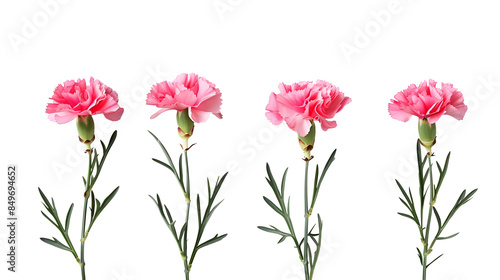 pink and white flowers carnation 