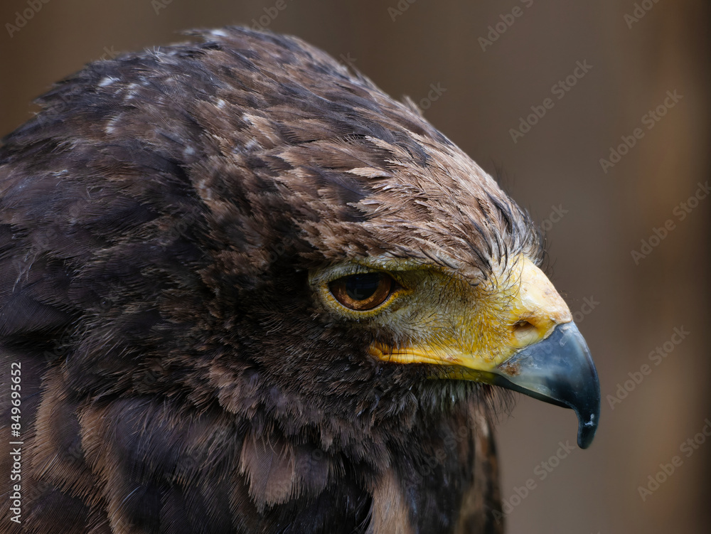 Naklejka premium Photo of a Harris's hawk headshot portrait close up Head of small falcon