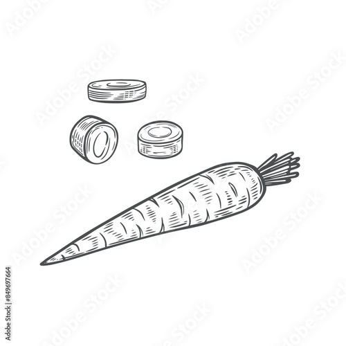 Engraved carrots line drawing isolated on white background.