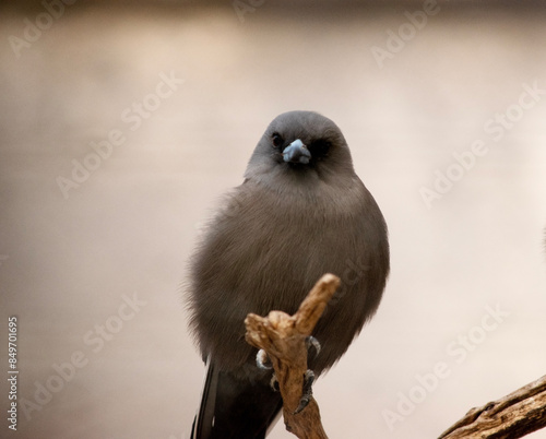 The dusky woodswallow is a chunky bird with broad, triangular wings and short, decurved bill; it has dark brownish-gray plumage overall photo