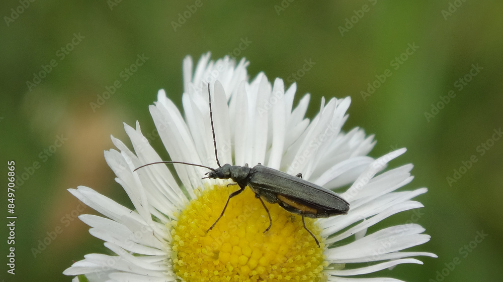 Obraz premium False blister beetle (Oedemera lurida), female on a fleabane daisy