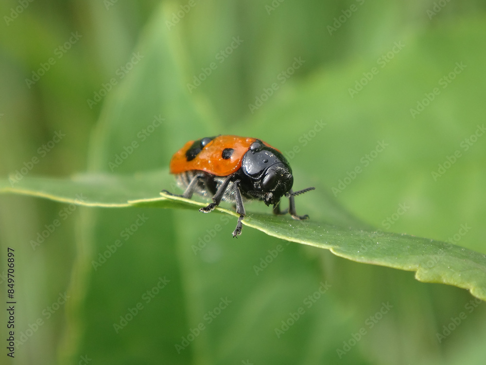 The ant bag beetle (Clytra laeviuscula) sitting on a green leaf