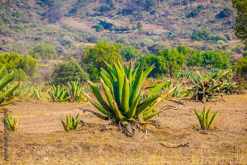 Maguey or agave for pulque in mountains of Santiago Tepeyahualco in Hidalgo photo