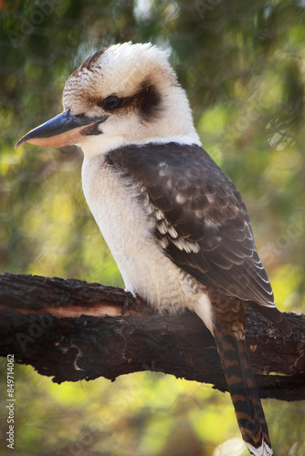 the laughing kookaburra has an off-white head, which is marked by a distinctive dark brown stripe which runs around each eye and along the centre of the head © susan flashman