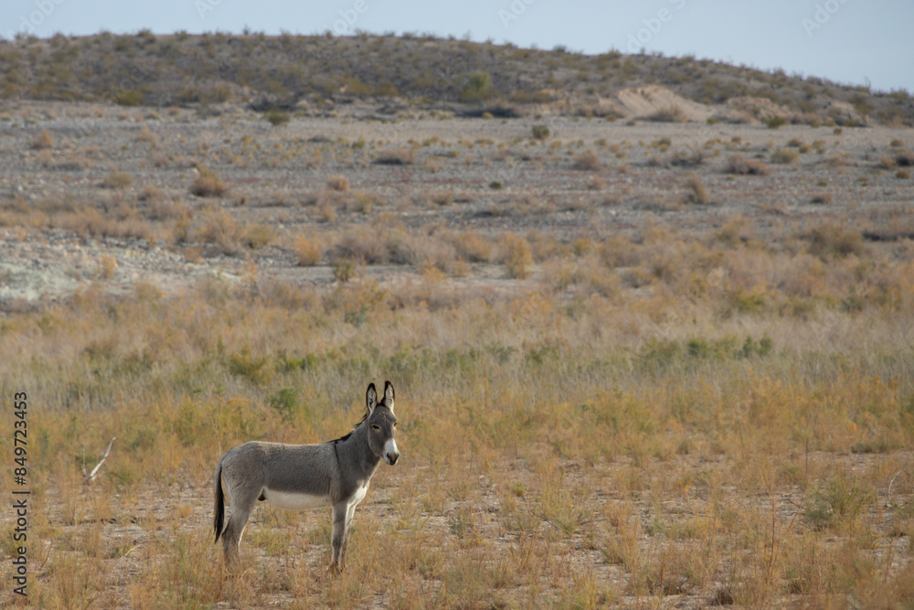 Fototapeta premium Wild burro in the desert