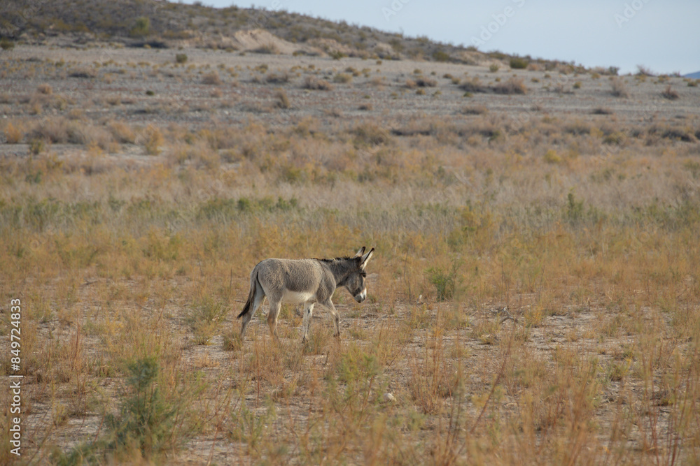 Fototapeta premium Wild burro in the desert