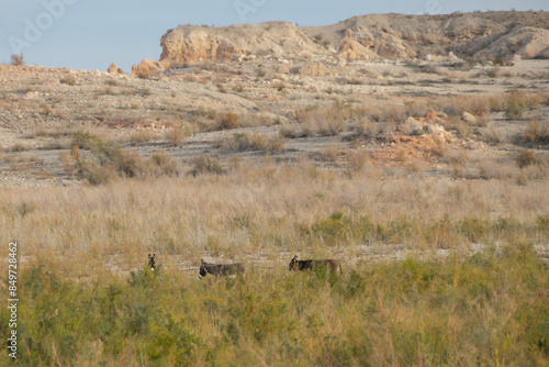 Wild burros in the desert