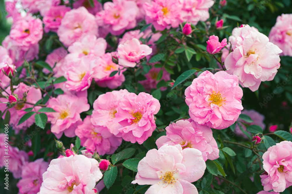 Beautiful blooming rose bush with pink flowers in garden or park, outdoor in sunny day. Breeding and growing roses, gardening, landscape design Beautiful blooming rose bush with pink flowers in garden or park, outdoor in sunny day. Breeding and growing roses, gardening, landscape design