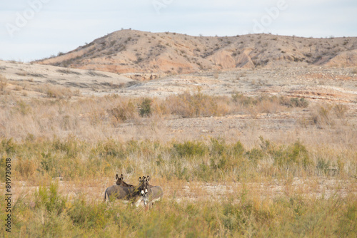 Wild burros in the desert