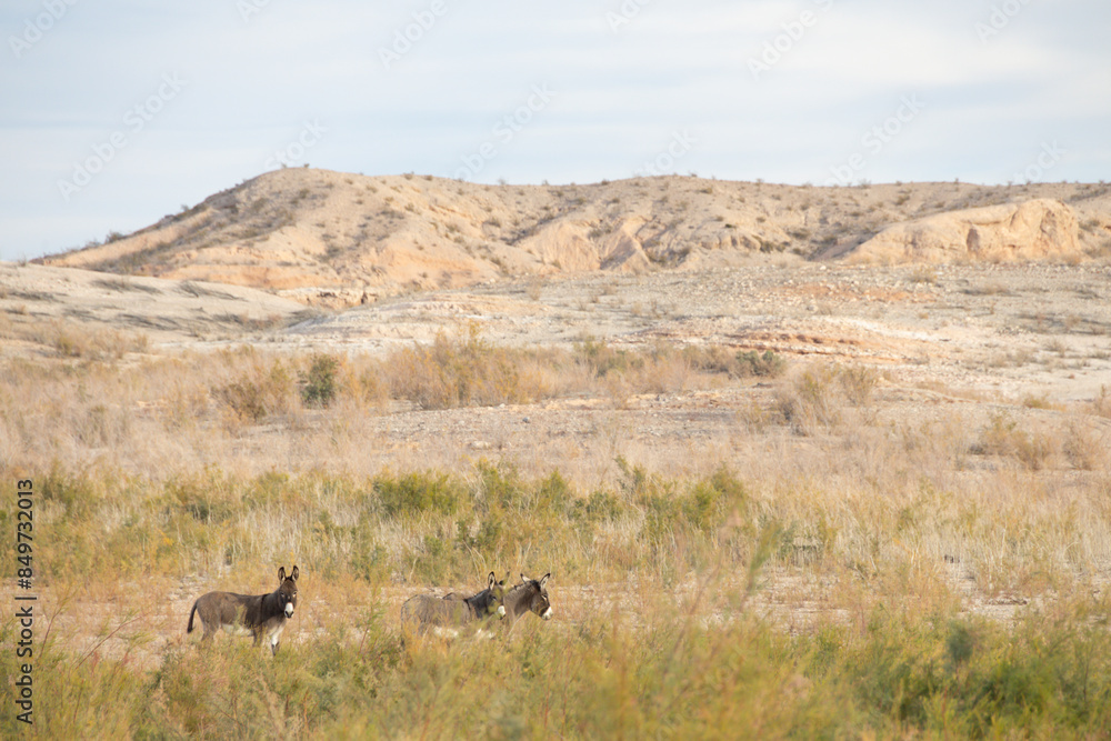 Wild burros in the desert Wild burros in the desert