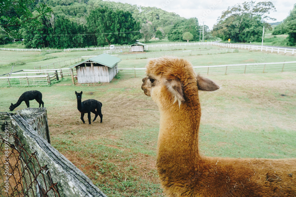 Fototapeta premium Wide farm shot of brown alpaca and others in the background on a farm in Cobaki, Tweed Shire, NSW, Australia