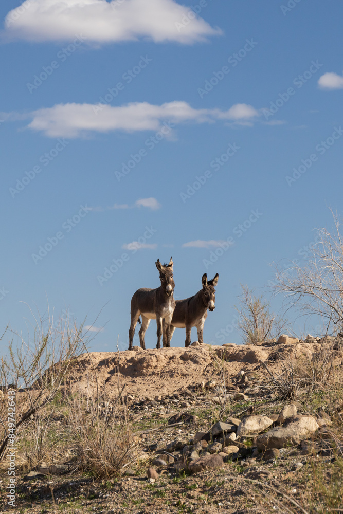 Wild burros on a rocky hillside