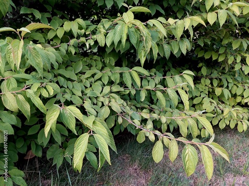 Viburnum plicatum shot on a branch with leaves