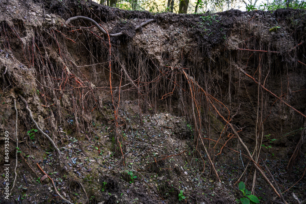 vertical section of the soil vertical section of the soil