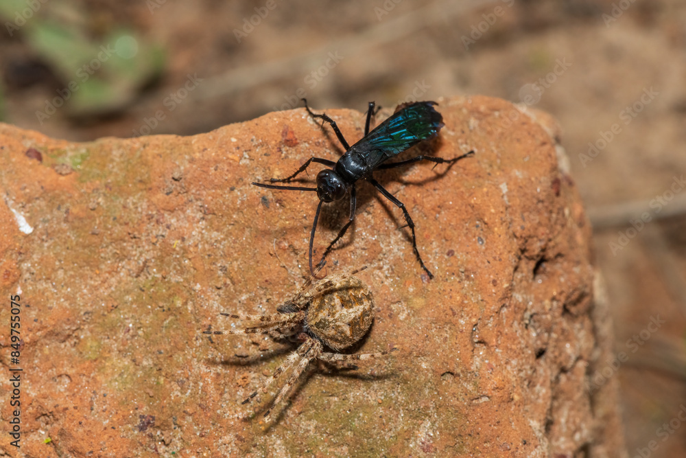 A spider wasp (Java sp), also known as spider-hunting wasp, carrying a paralysed red dot orb weaver (Neoscona triangula) to its burrow A spider wasp (Java sp), also known as spider-hunting wasp, carrying a paralysed red dot orb weaver (Neoscona triangula) to its burrow