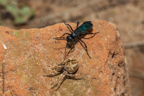A spider wasp (Java sp), also known as spider-hunting wasp, carrying a paralysed red dot orb weaver (Neoscona triangula) to its burrow