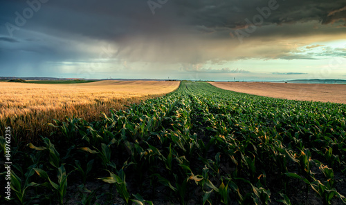 Tableau sur toile green and  yung corn field in summer on sunset